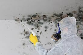 Reliable Coulee Dam, WA Mold Removal Services Solutions